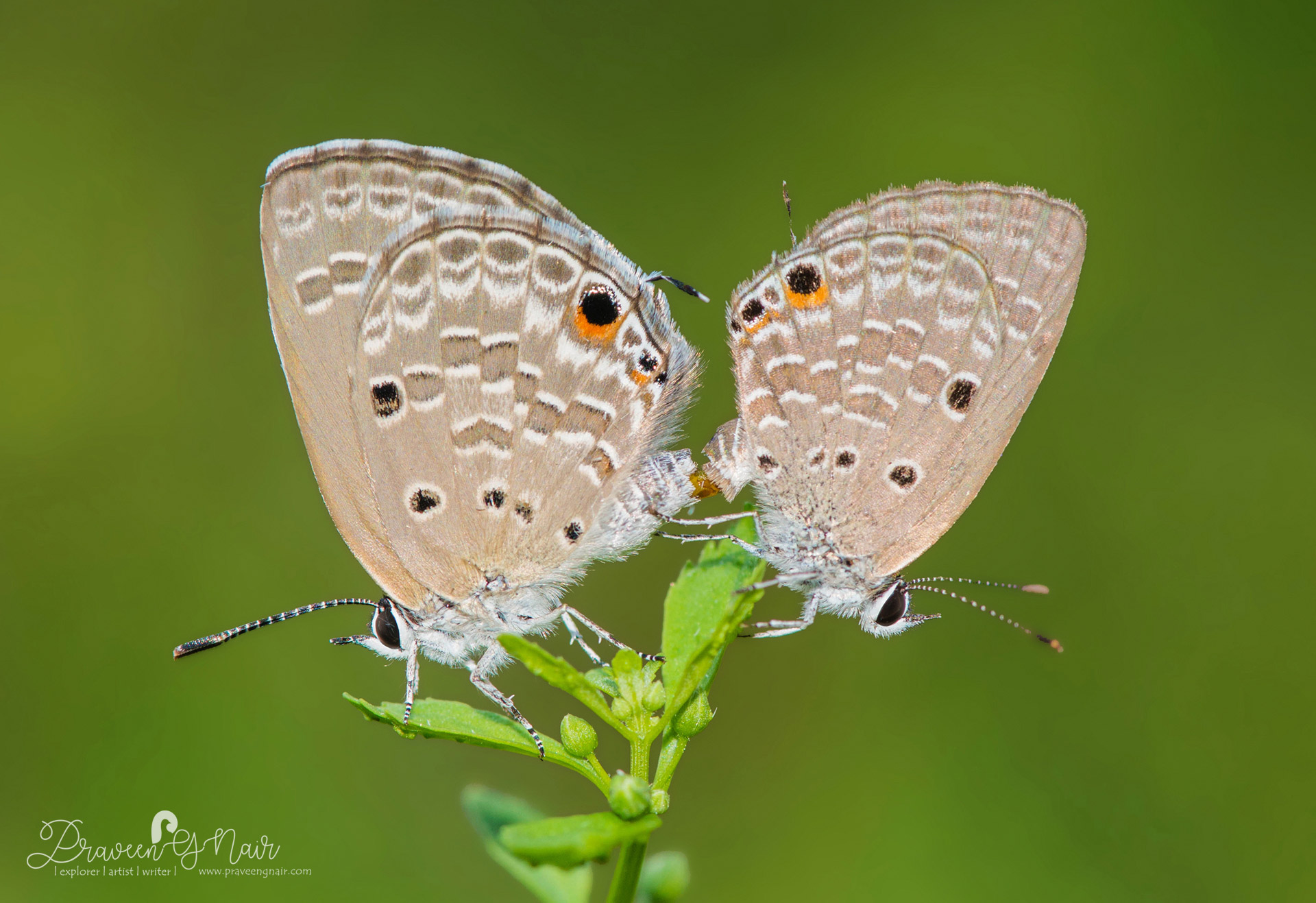 Plains Cupid, Luthrodes pandava, lycaenid, cycad blue