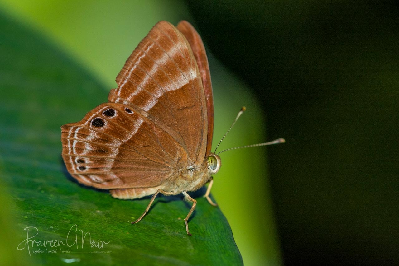 Plum Judy or Abisara echerius 