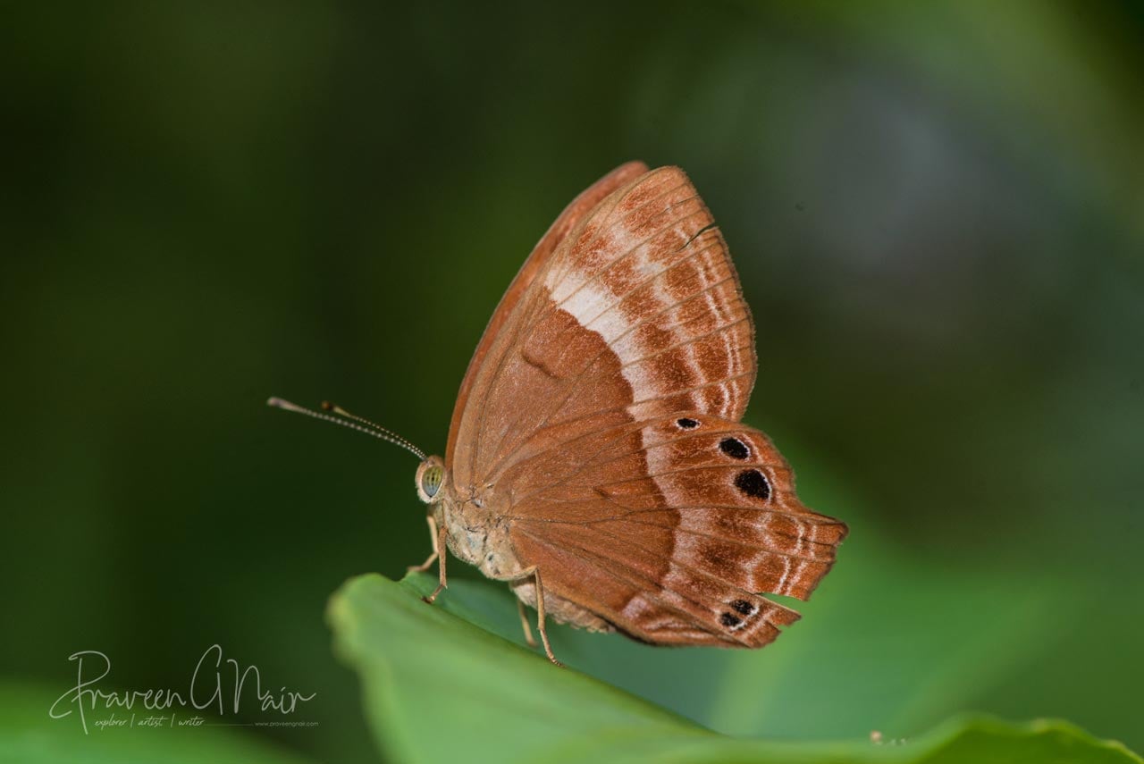 Plum Judy  or Abisara echerius