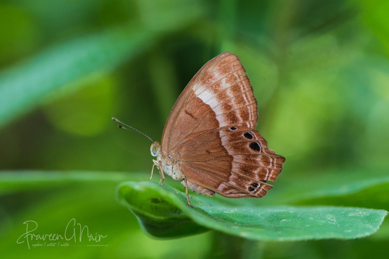 Abisara echerius or Plum Judy