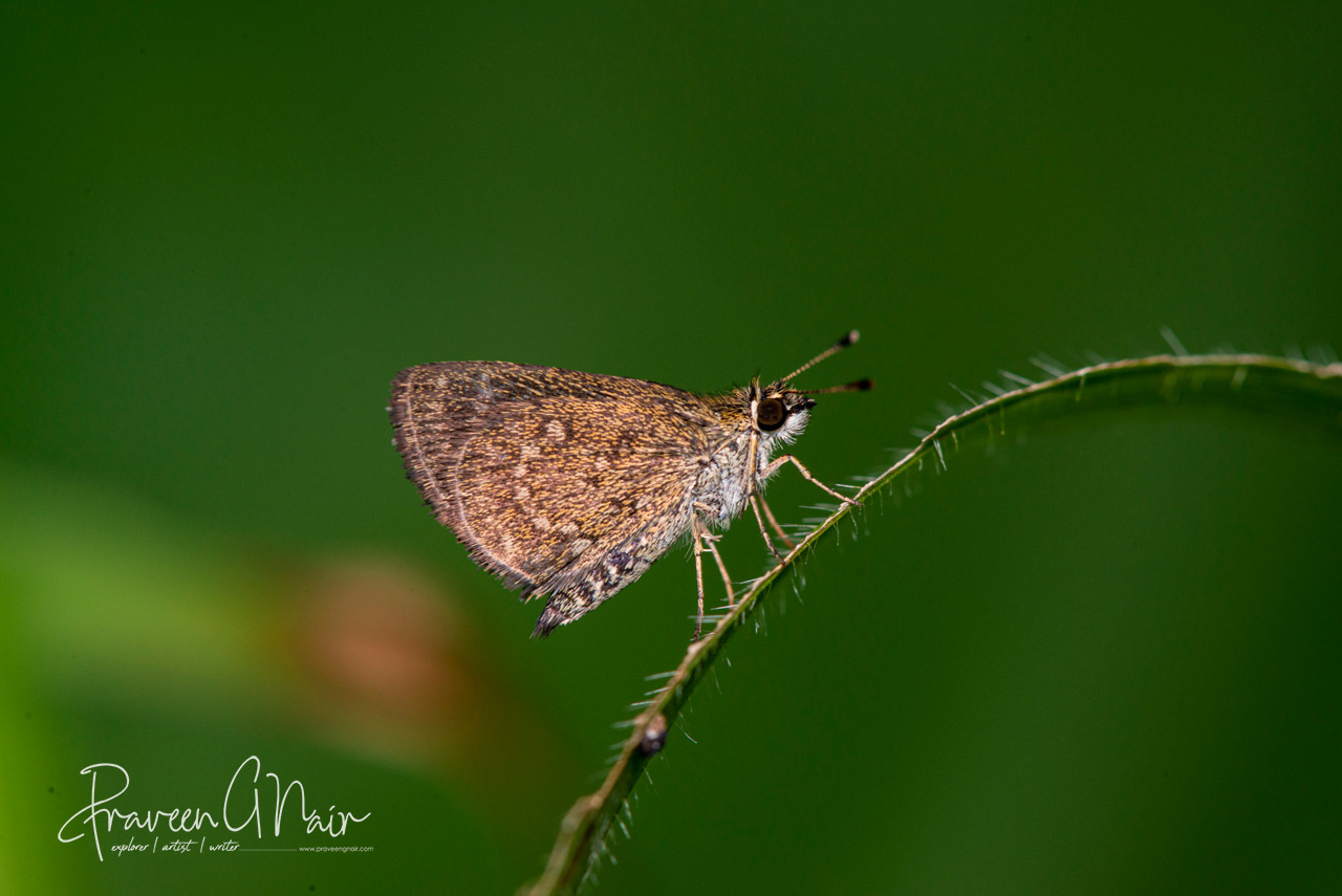 pygmy scrub-hopper, Aeromachus pygmaeus