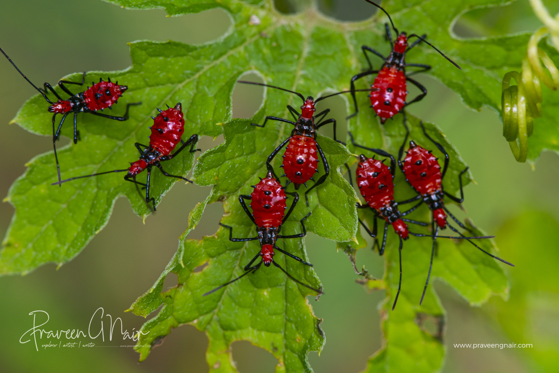 Red assassin bugs, Reduviidae at bitter gourd leaves