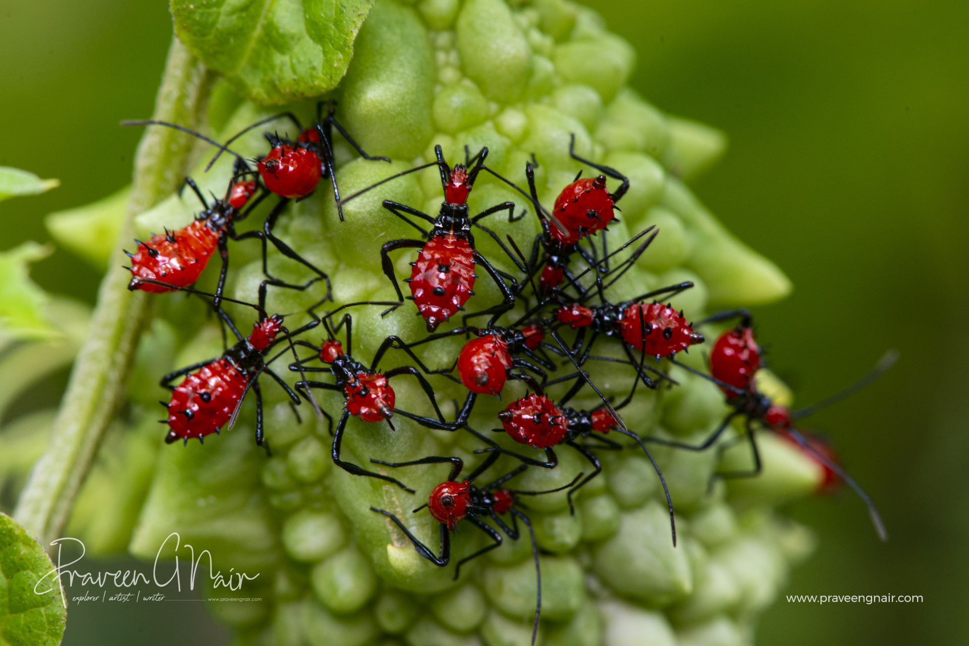 Red assassin bugs on bitter gourd