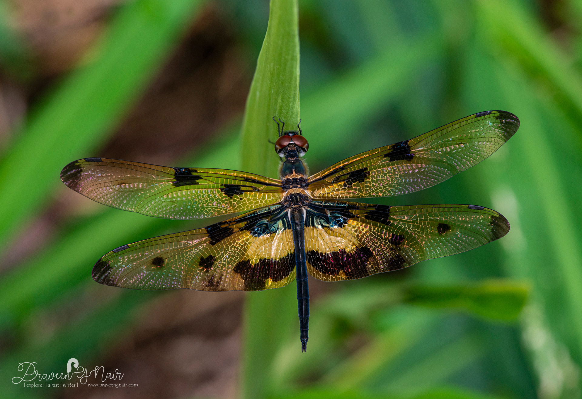 Rhyothemis Variegata Male, Common Picture Wing