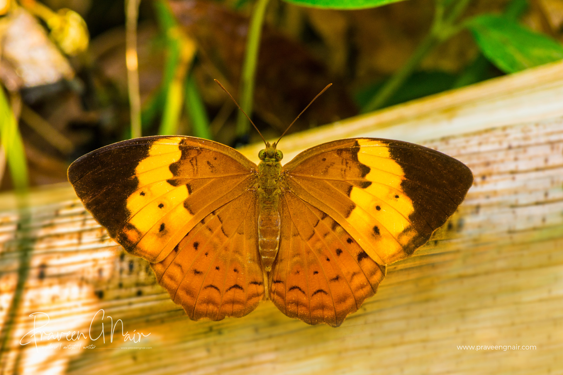 Rustic butterfy, Cupha-erymanthis