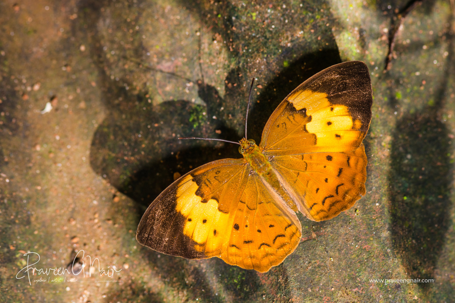 Rustic butterfy, Cupha-erymanthis