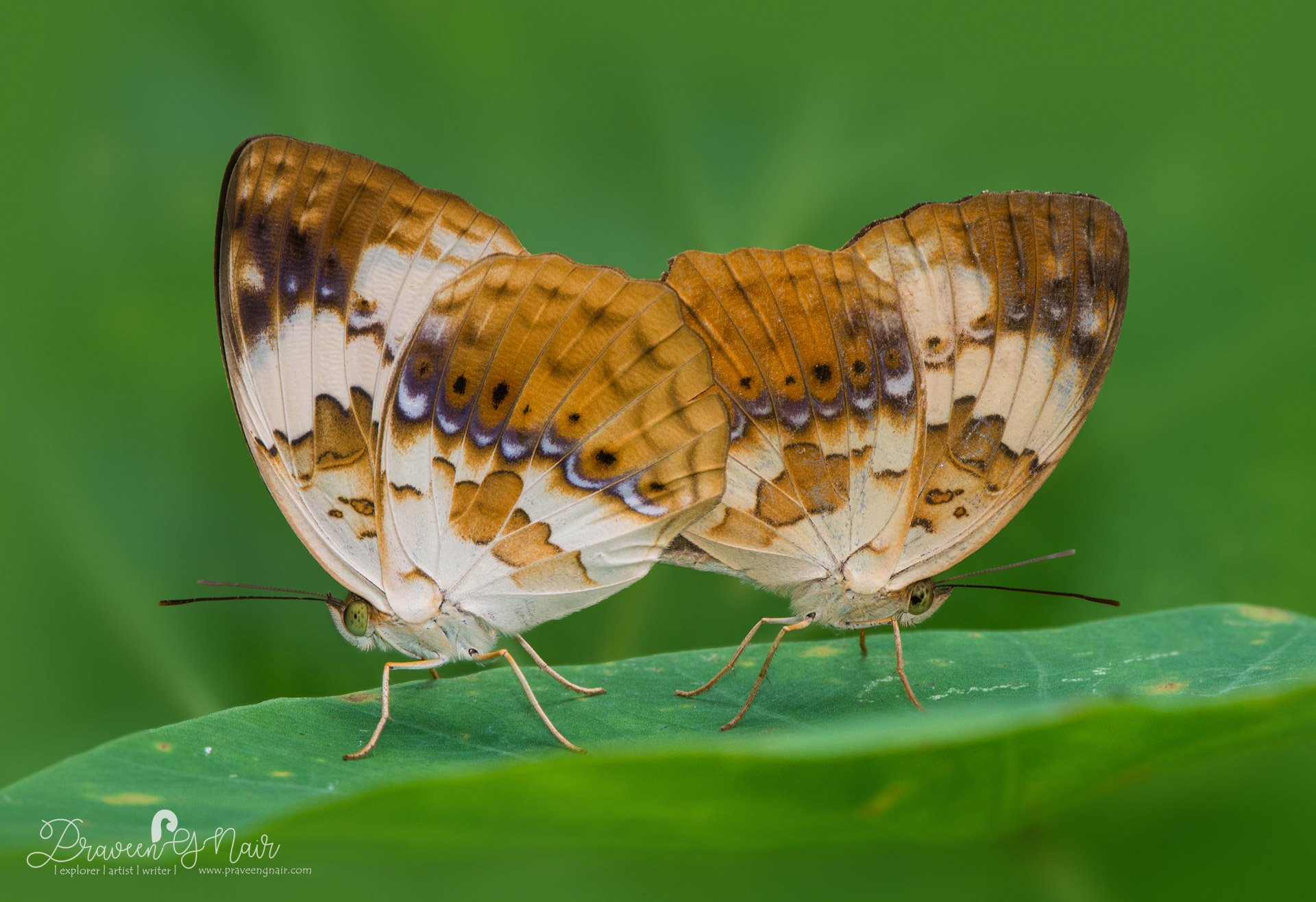 Rustic, Cupha erymanthis