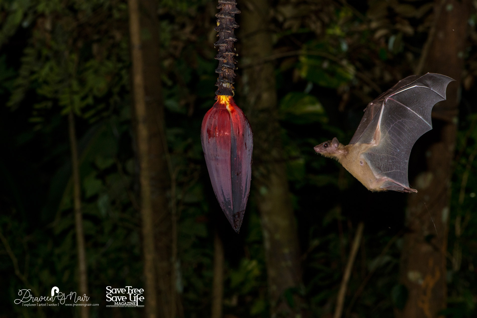 short-nosed Indian fruit bat