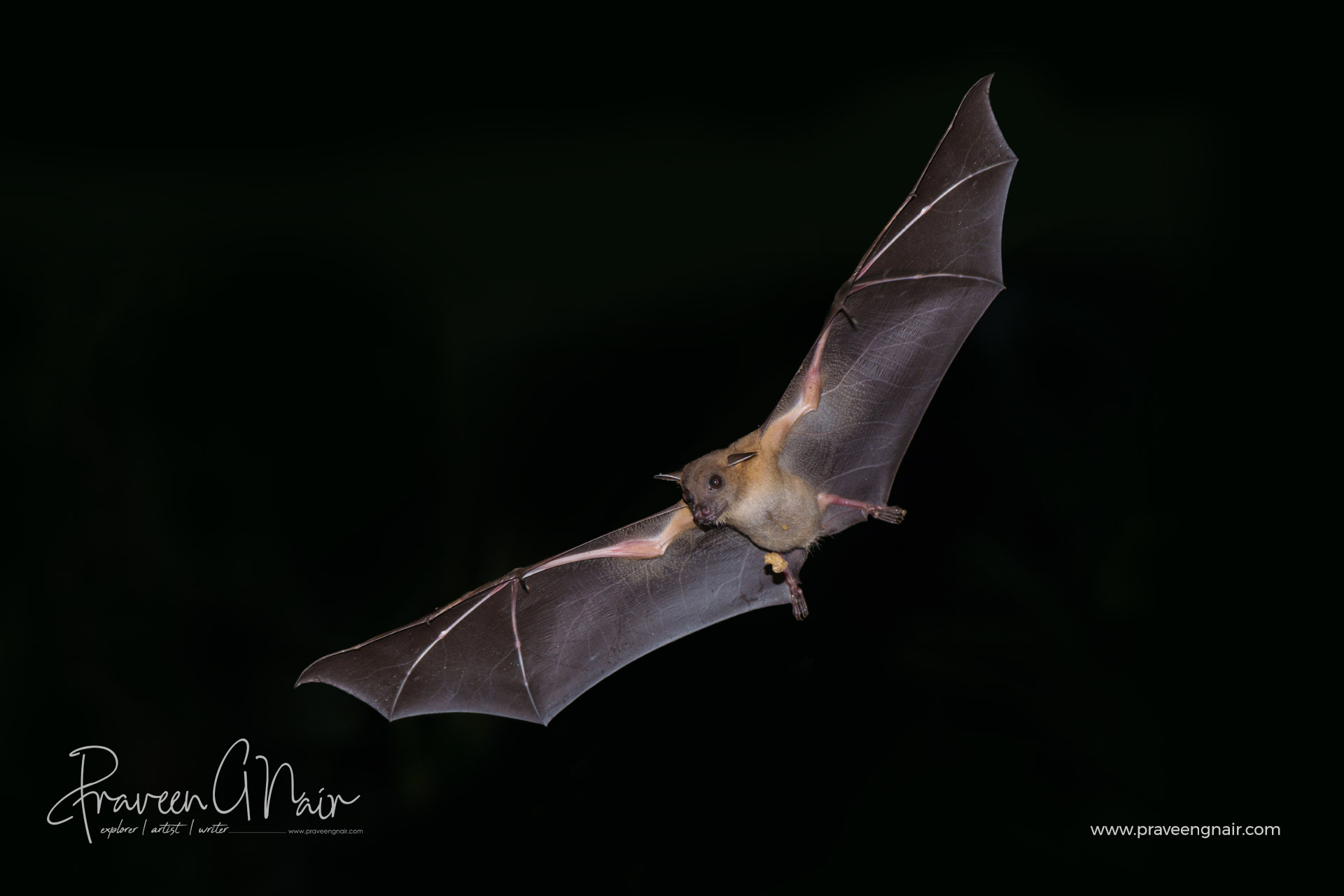 short nosed Indian fruit bat flying