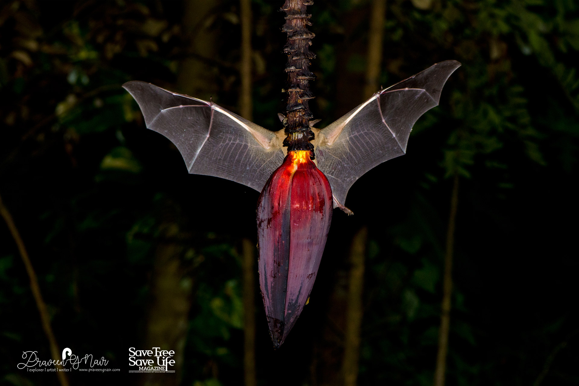 short nosed Indian fruit bat_hide and seek