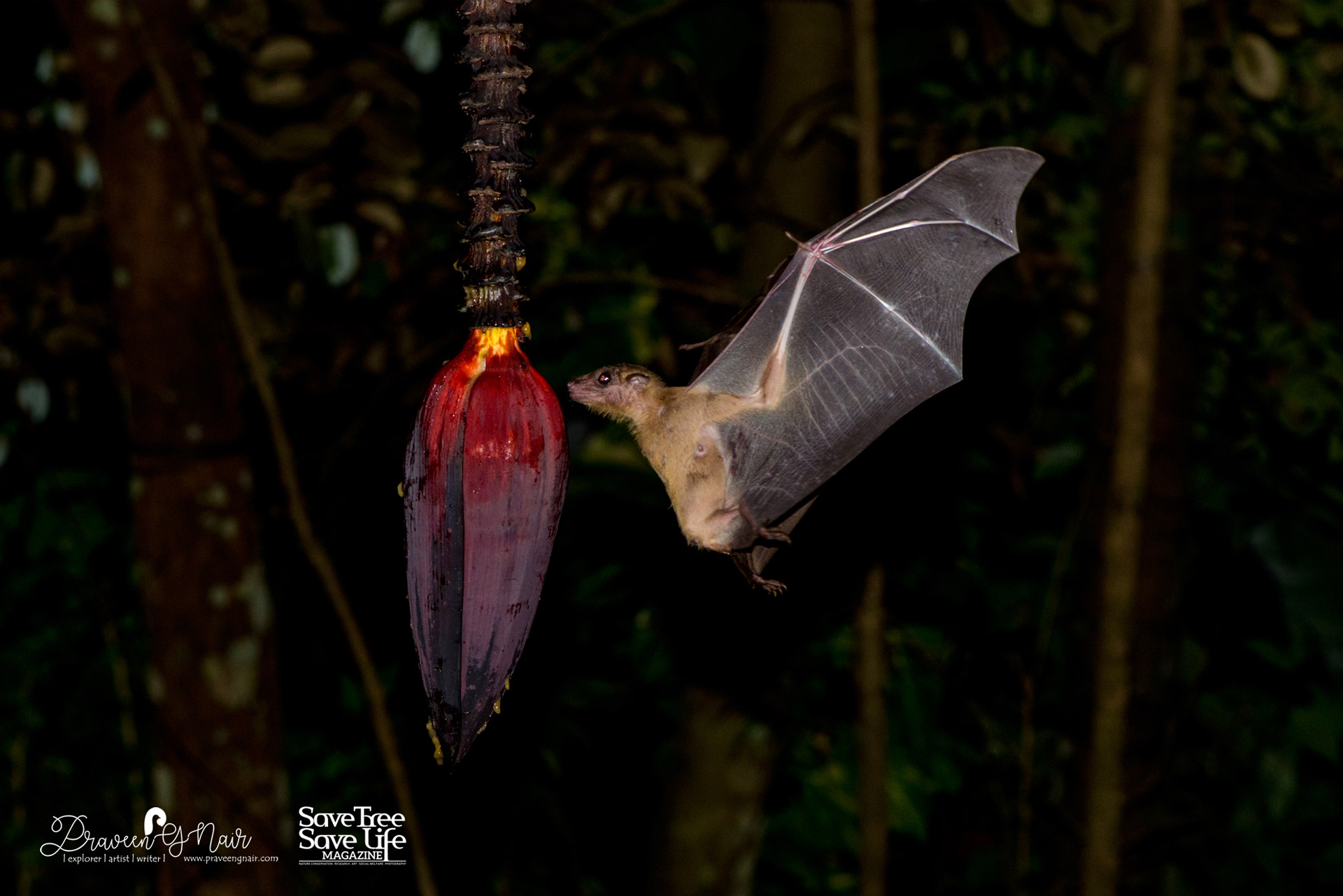short nosed Indian fruit bat_Kissing to food