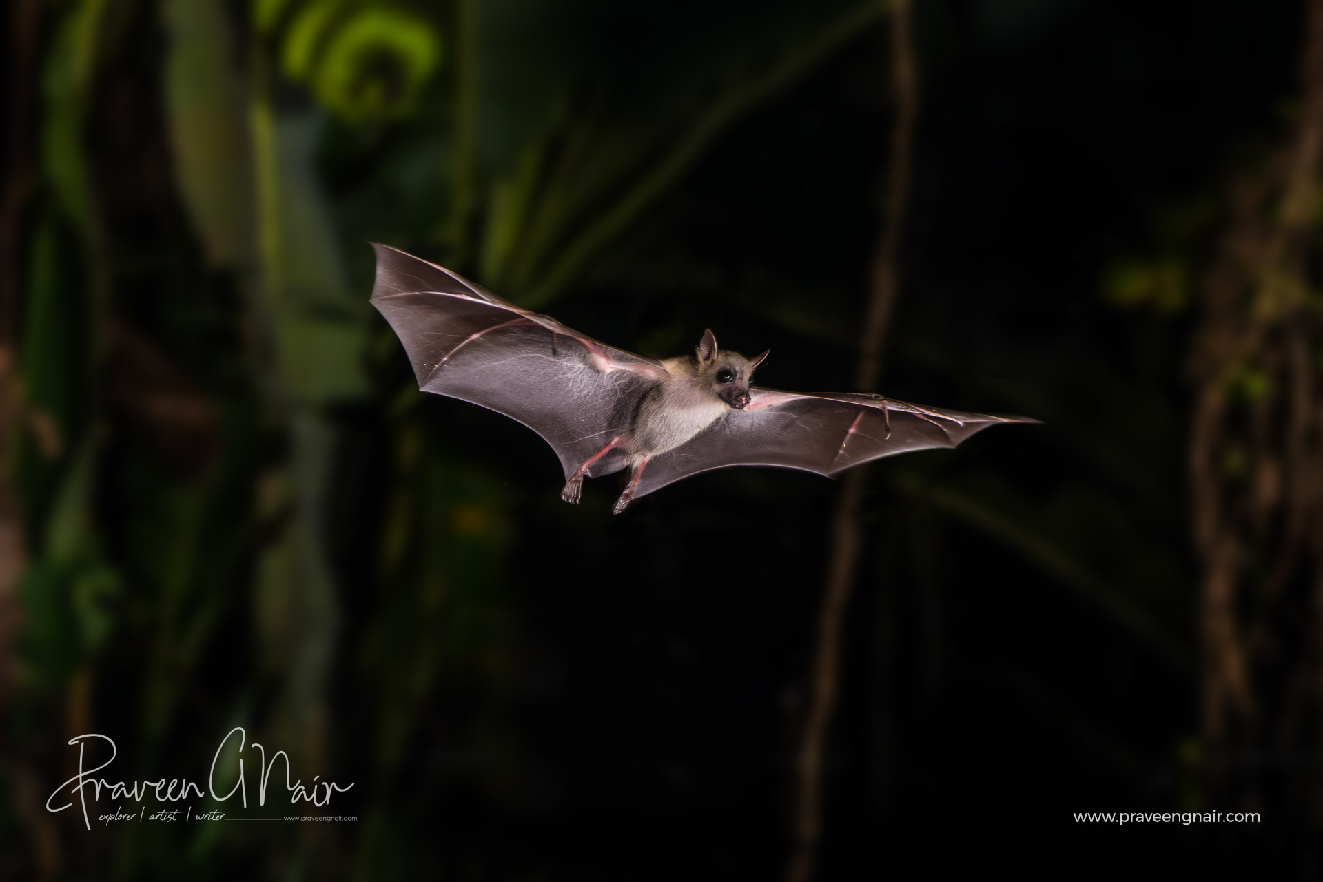 short nosed Indian fruit bat