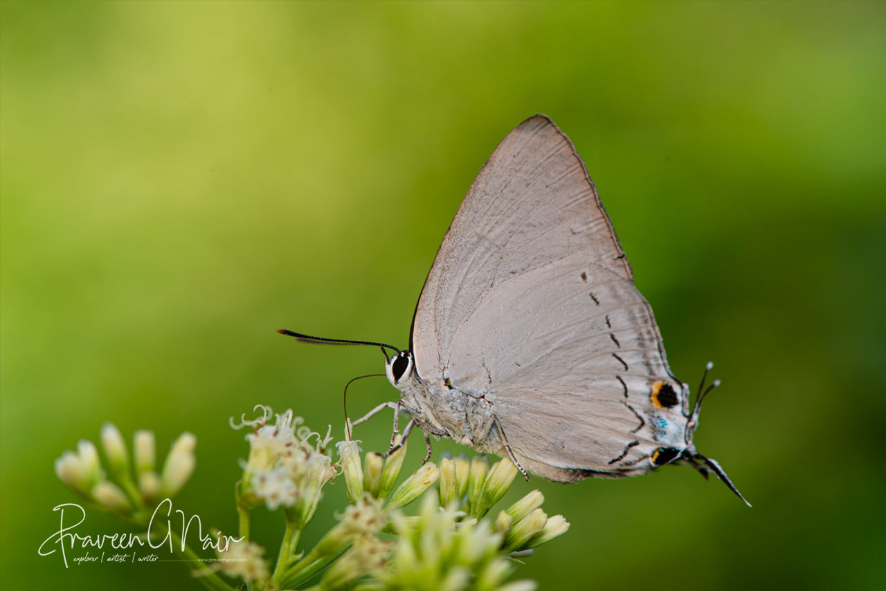 Tajuria cippus, peacock royal 