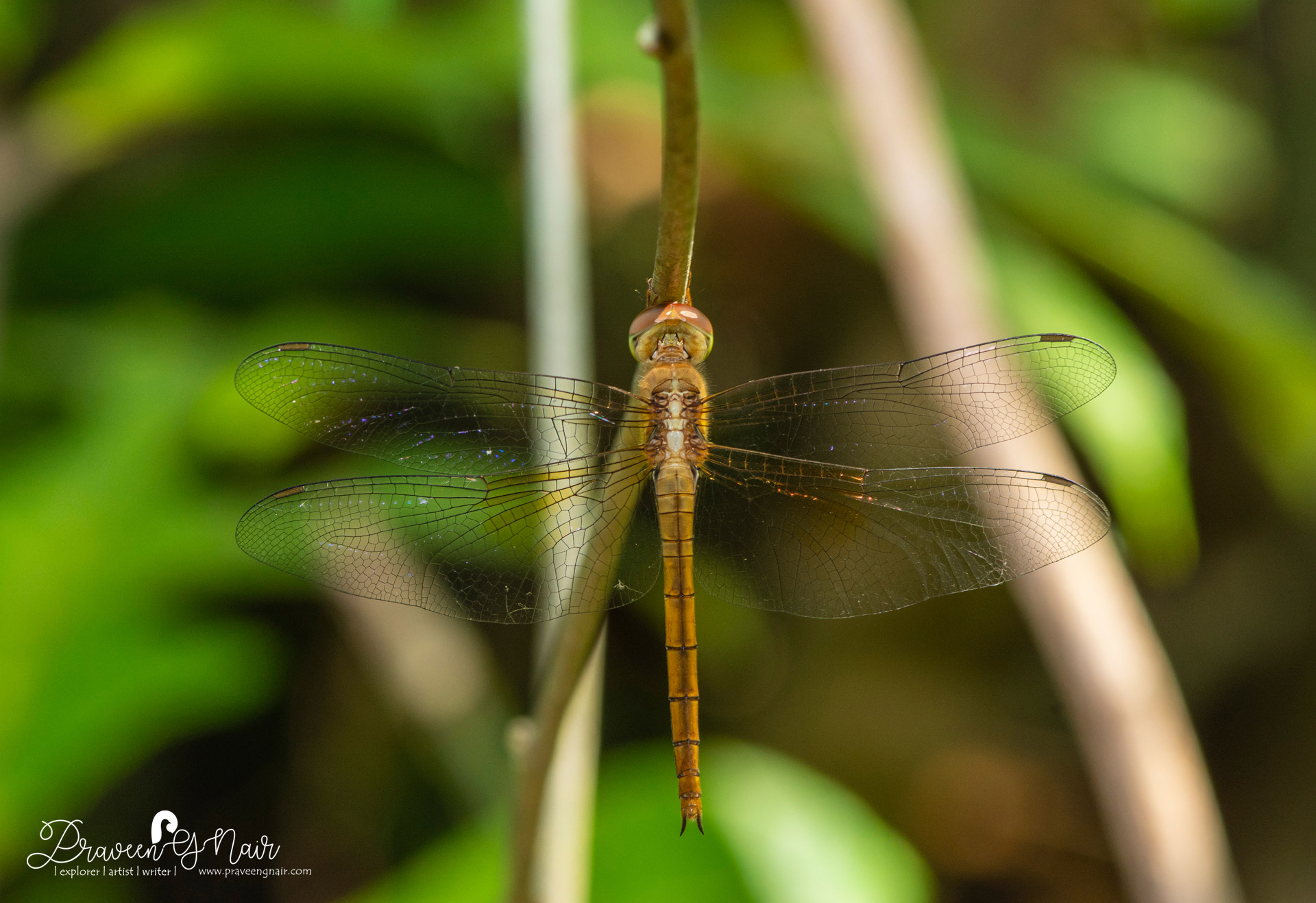 Tholymis-tillarga-female