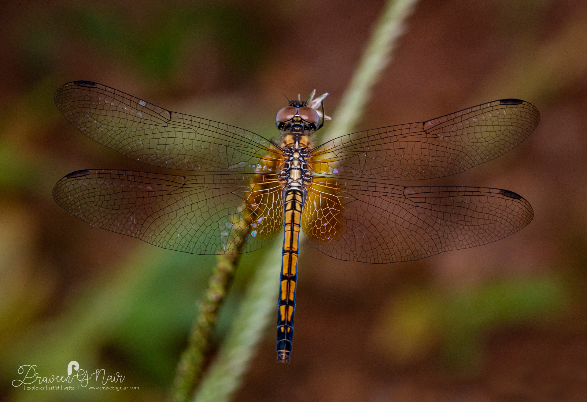 Trithemis aurora Female, Crimson marsh glider