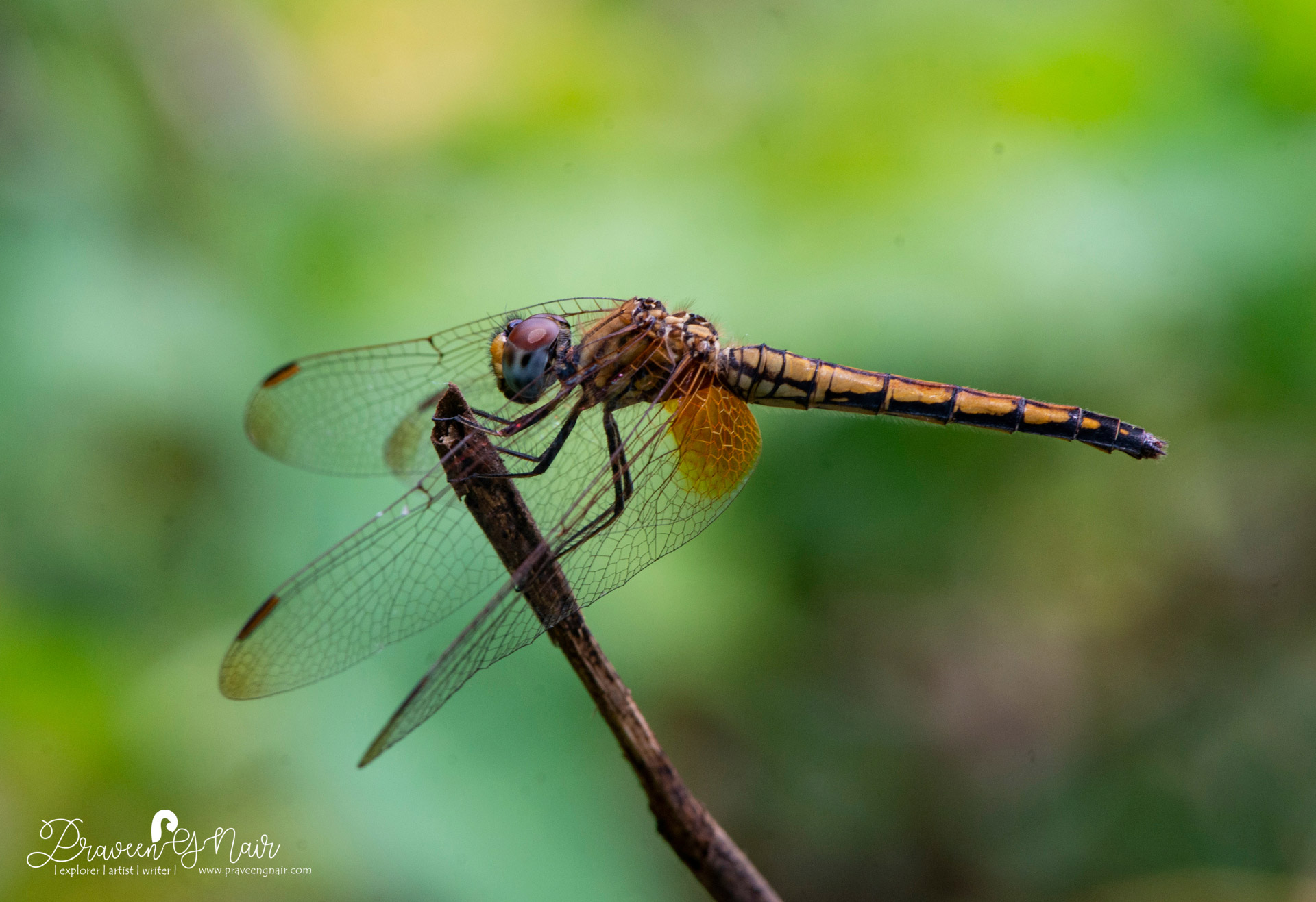 Crimson marsh glider Female, Trithemis aurora