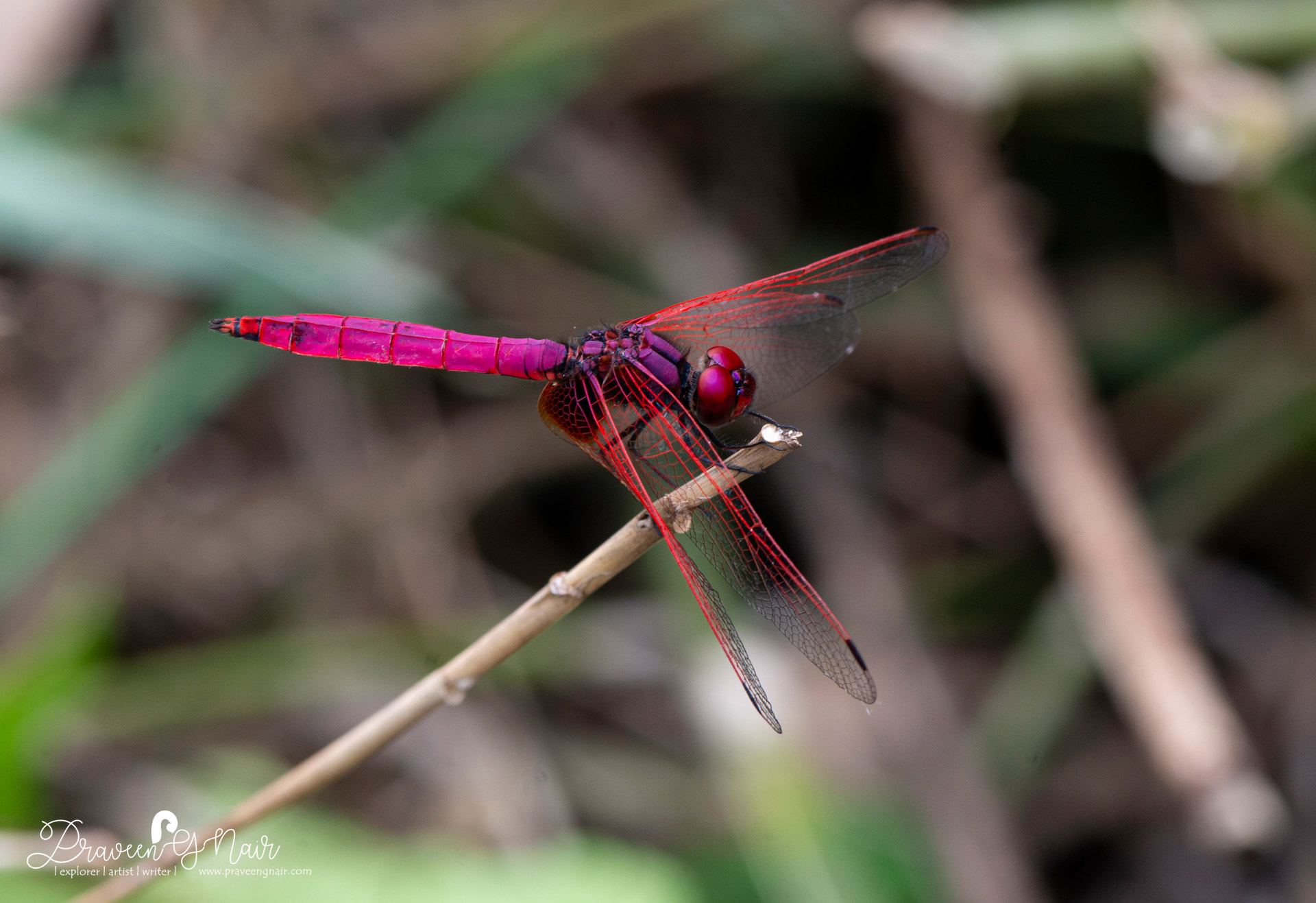 Crimson marsh glider, Trithemis aurora
