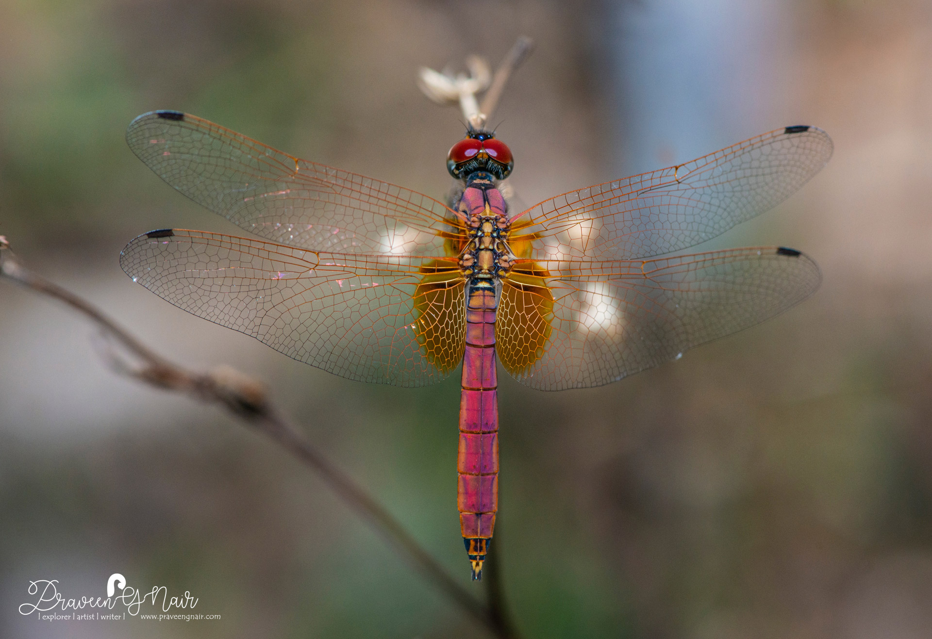 Crimson marsh glider, Trithemis aurora