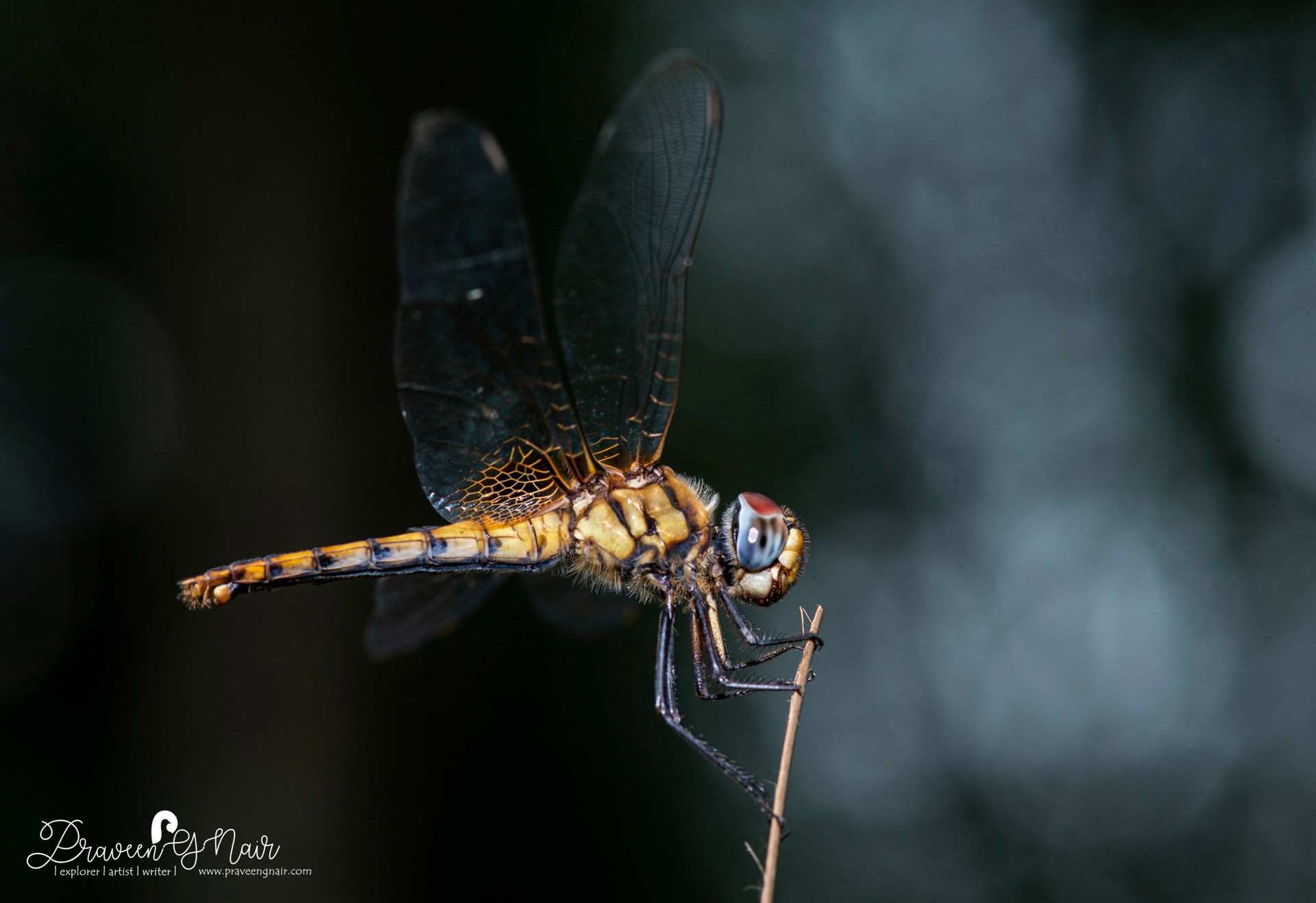 greater crimson glider female, scarlet basker female