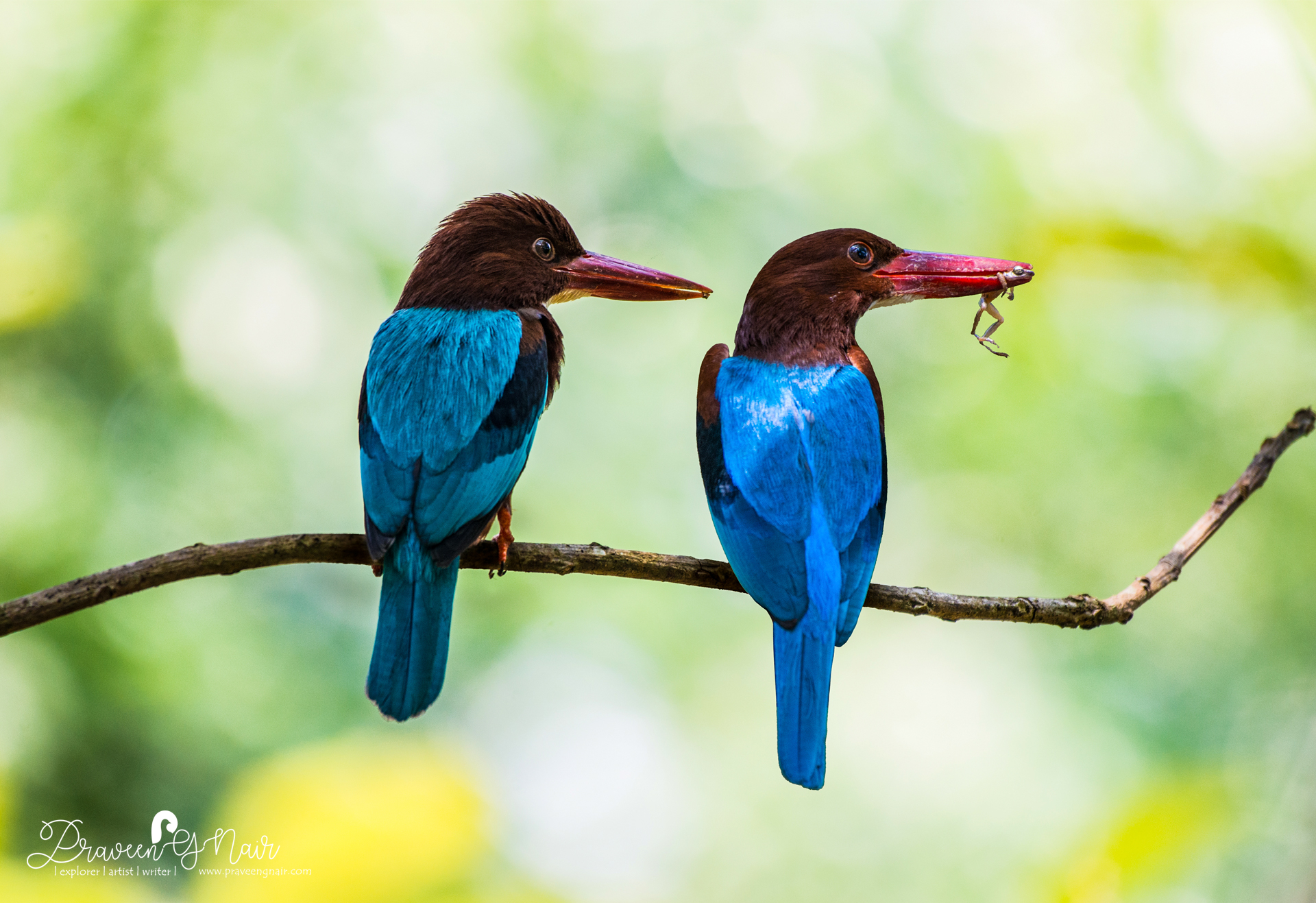 white-throated kingfisher feeding time