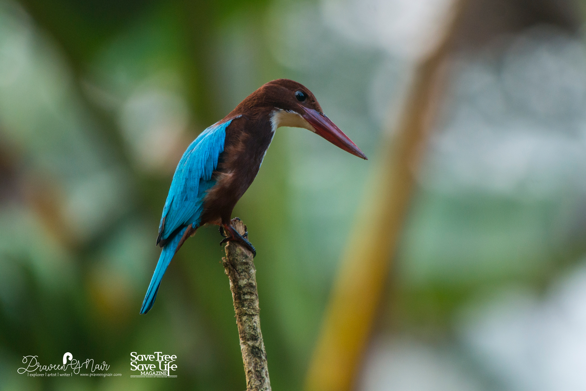 white-throated kingfisher