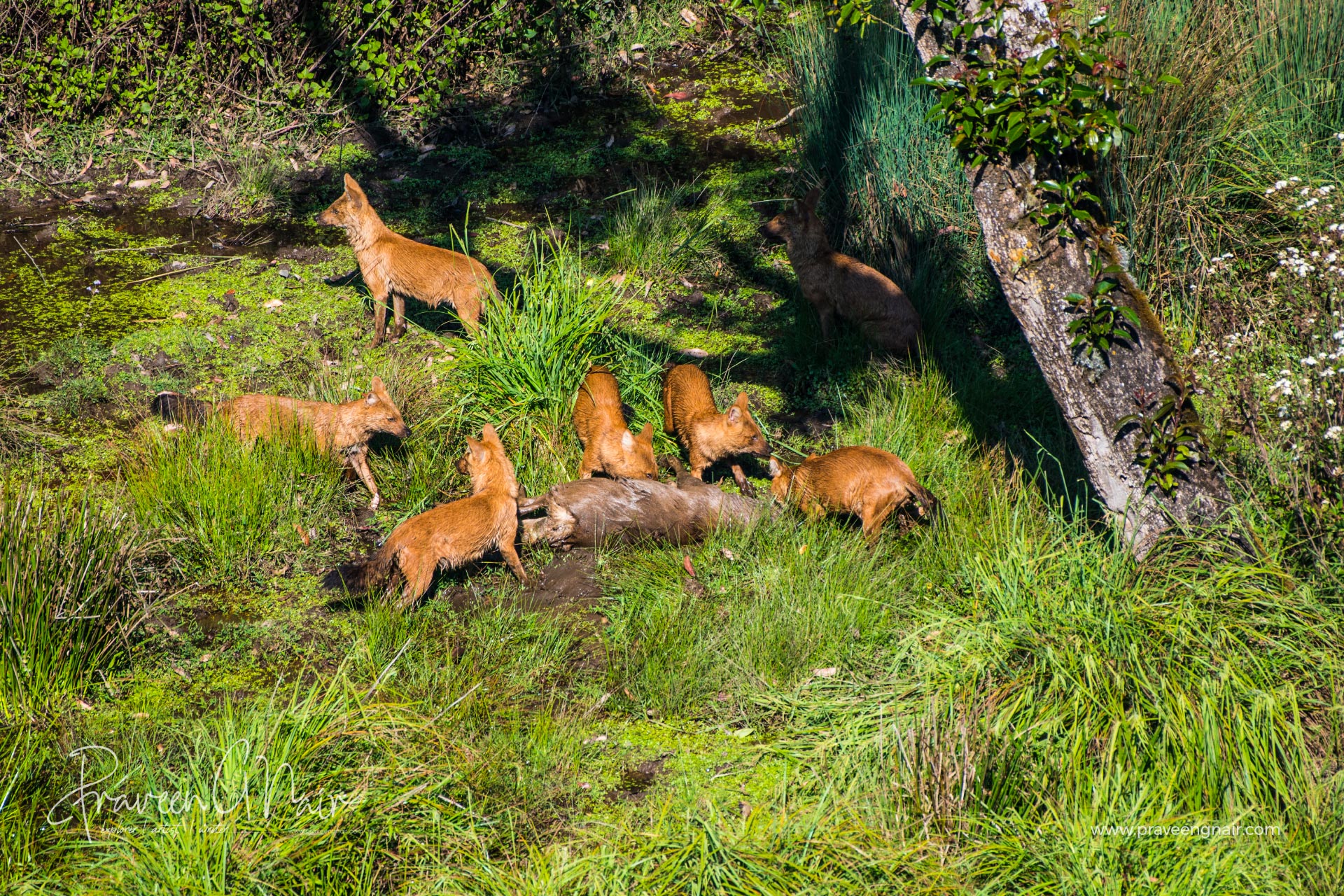 wild dog hunting in sambar deer at Pampadum Shola National Park