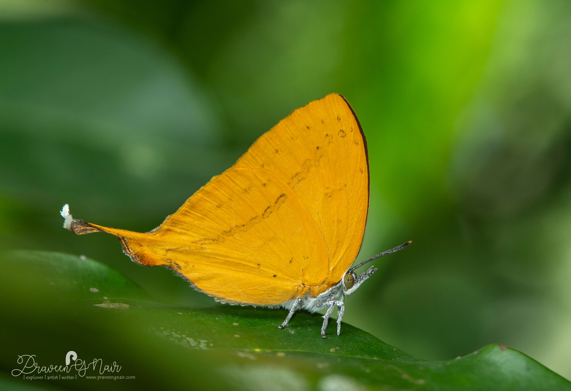 Yamfly, Loxura atymnus