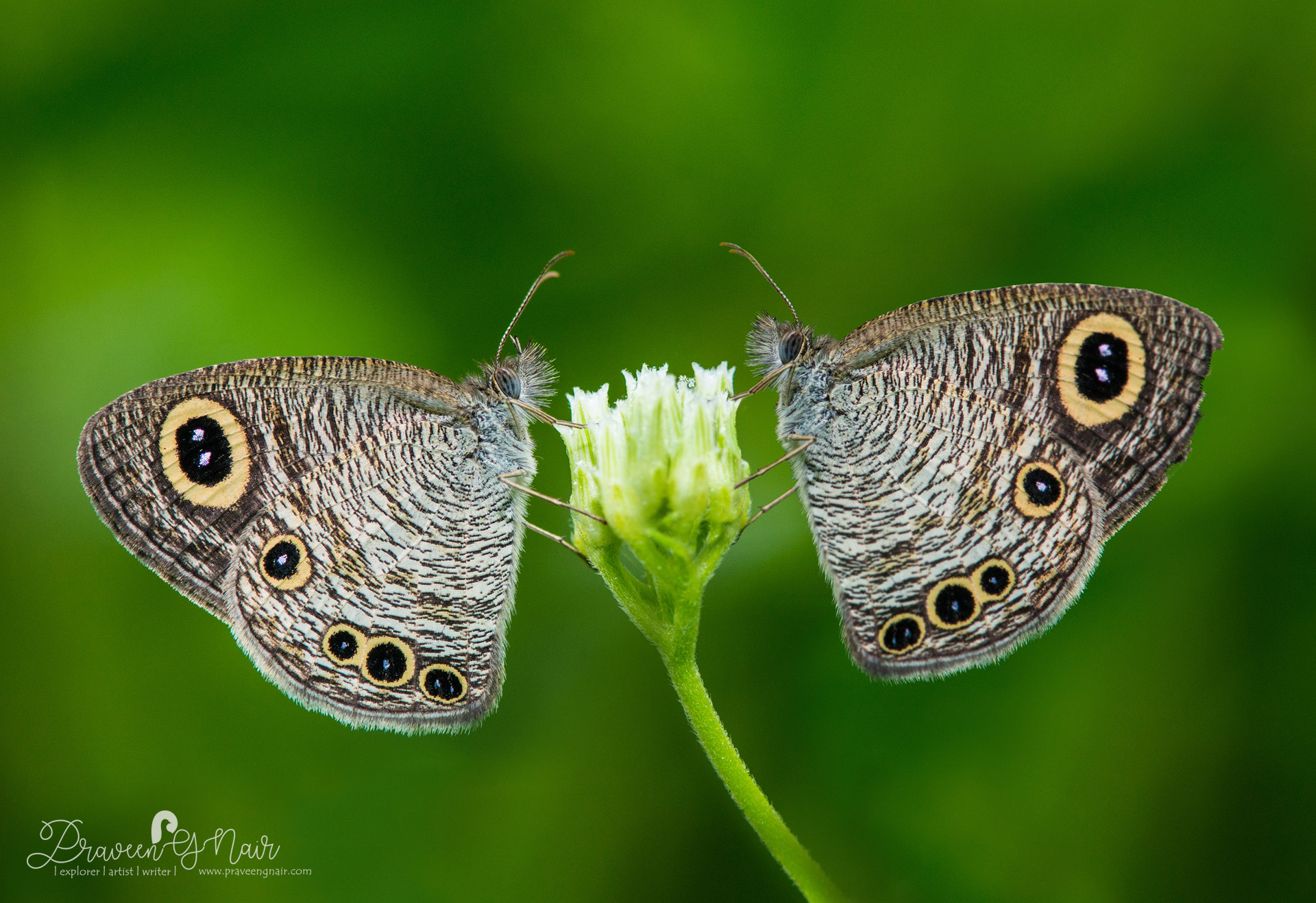 common four ring Pair feeding honey