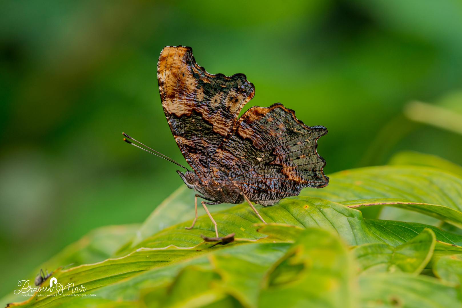 Blue Admiral butterfly_closed wing or Kaniska canace