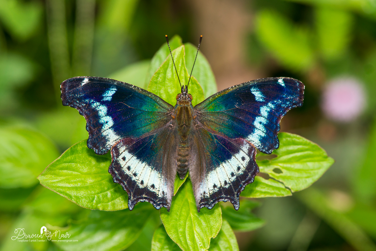Blue Admiral butterfly_open wing or Kaniska canace
