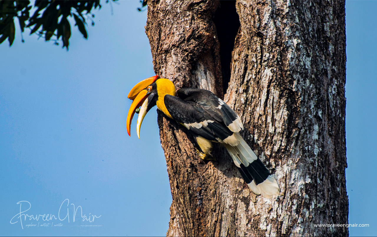 great hornbill, Buceros bicornis, concave-casqued hornbill, great Indian hornbill, great pied hornbill