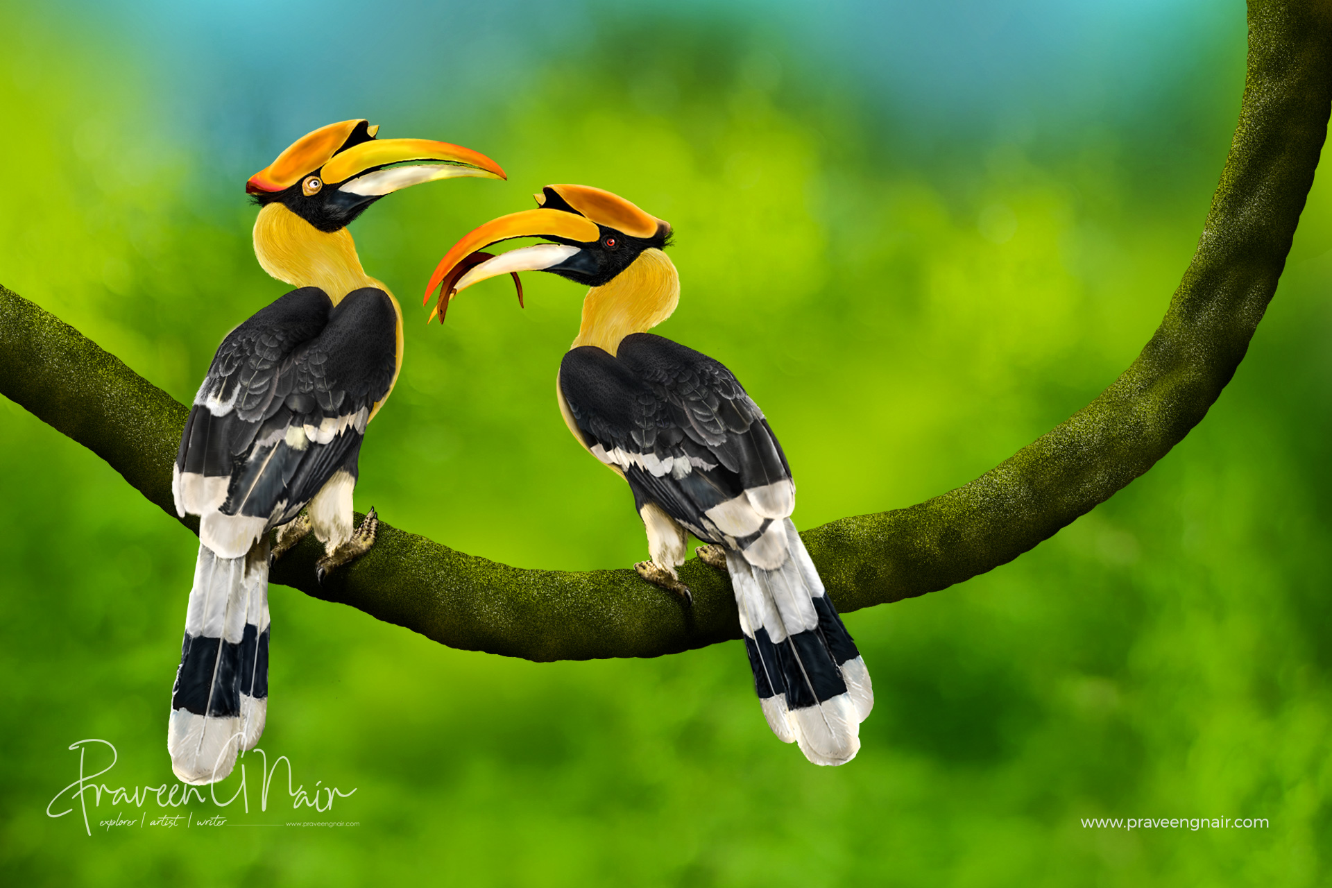 Great Indian Hornbill pair sharing food before mating_Painting
