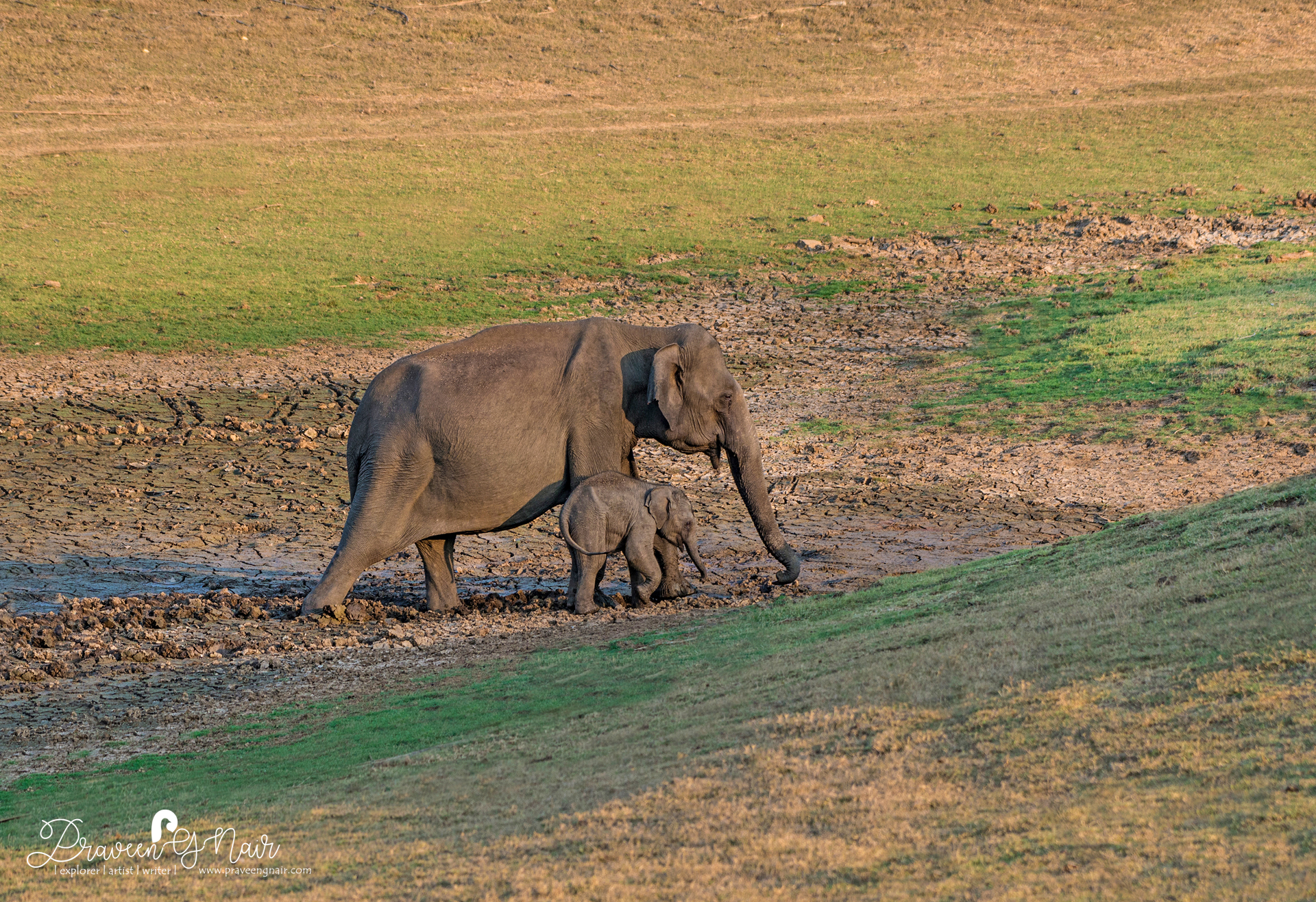 indian elephant with baby searching water