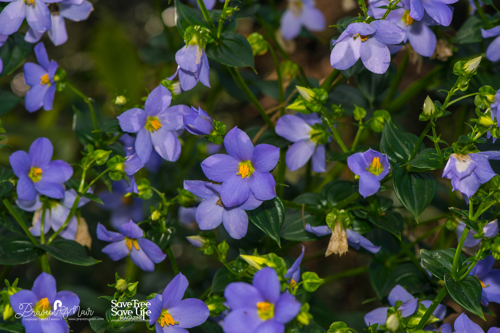 kannamthali-Exacum-wightianum-in-kerala-forest