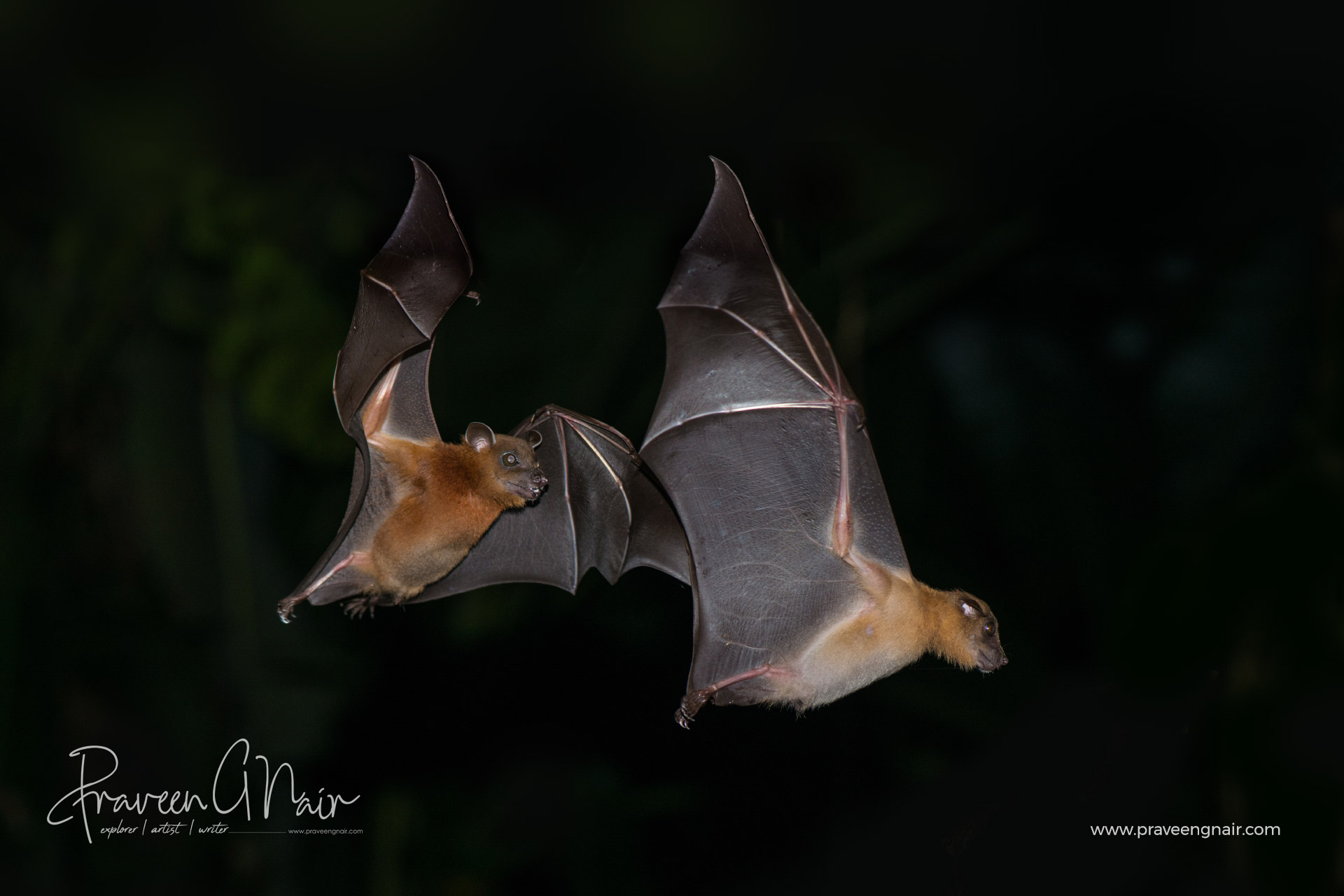 short nosed Indian fruit bats pair