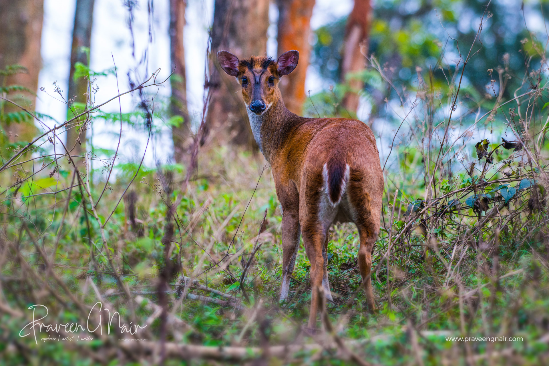 Southern-red-muntjac_Muntiacus-muntjak