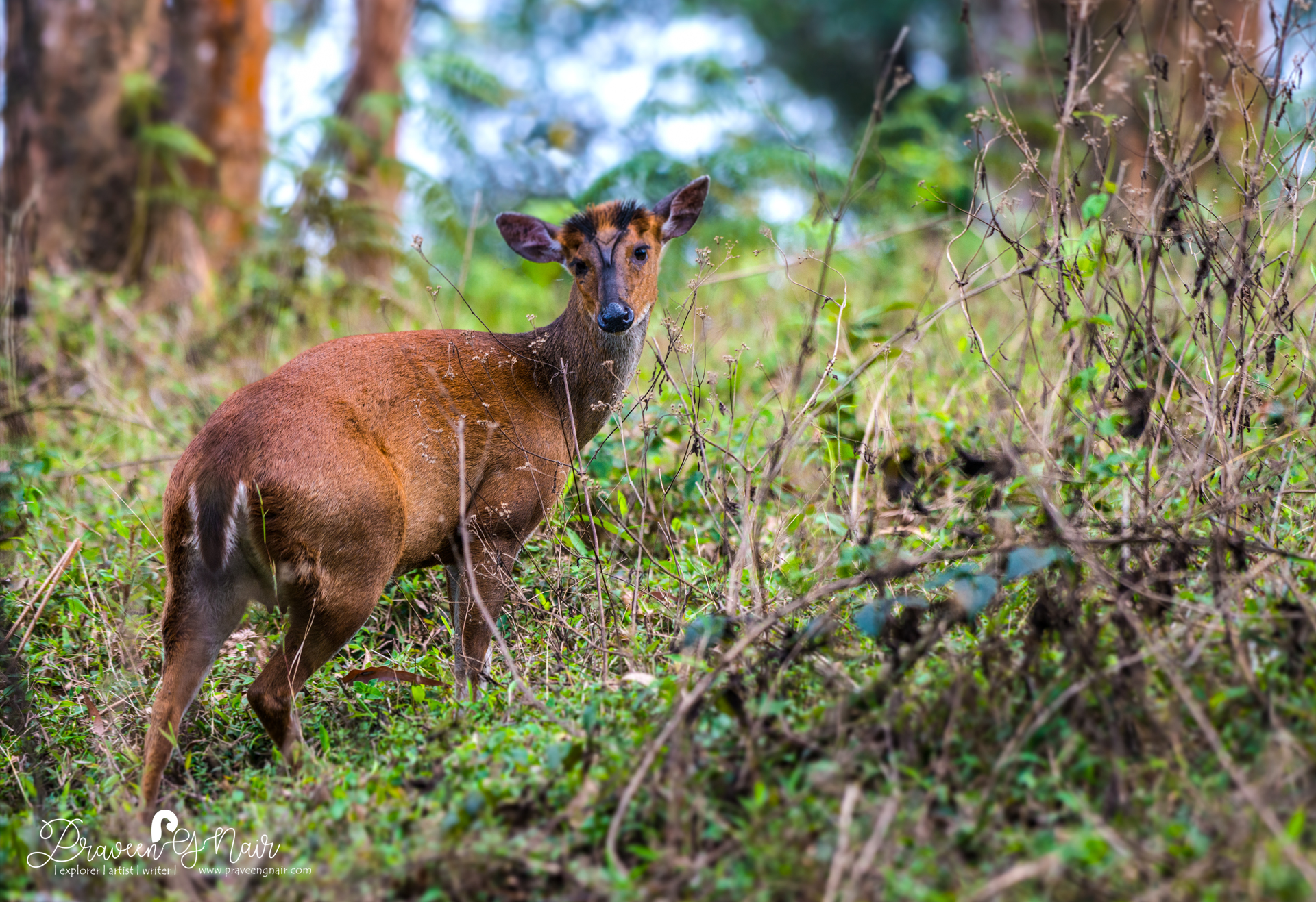 Southern red muntjac