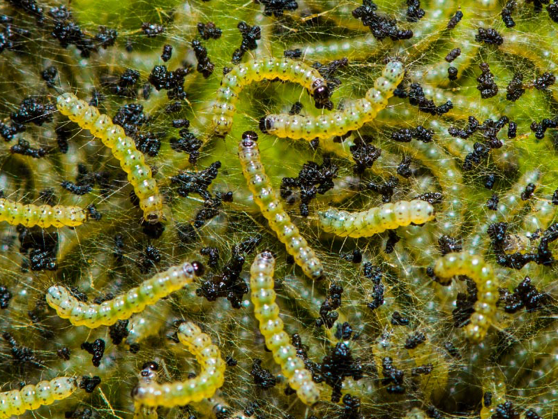 Bihar hairy caterpillar