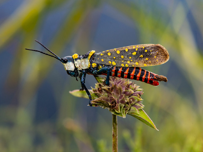 coffee locust grasshopper