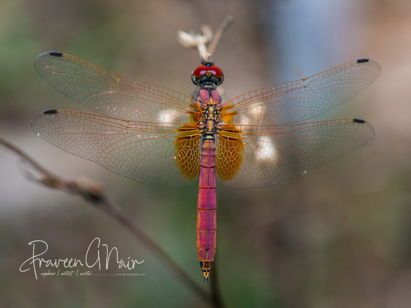 crimson marsh glider, Trithemis aurora, dragonfly