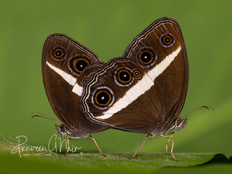 Nigger or dark grass-brown butterfly