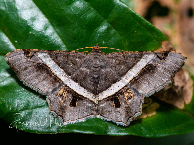 geometer moths