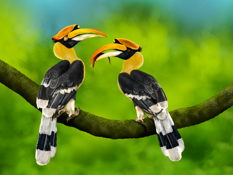 Great hornbill pair digital painting