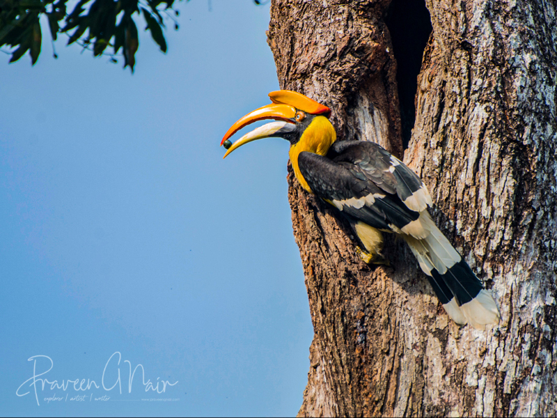 Great Indian Hornbill Life Exploring 