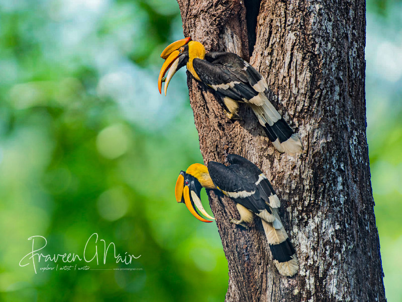 Great Indian Hornbills Pair