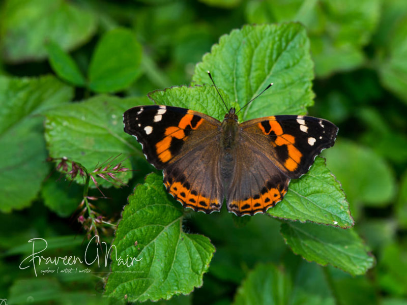 Indian red admiral, Vanessa indica