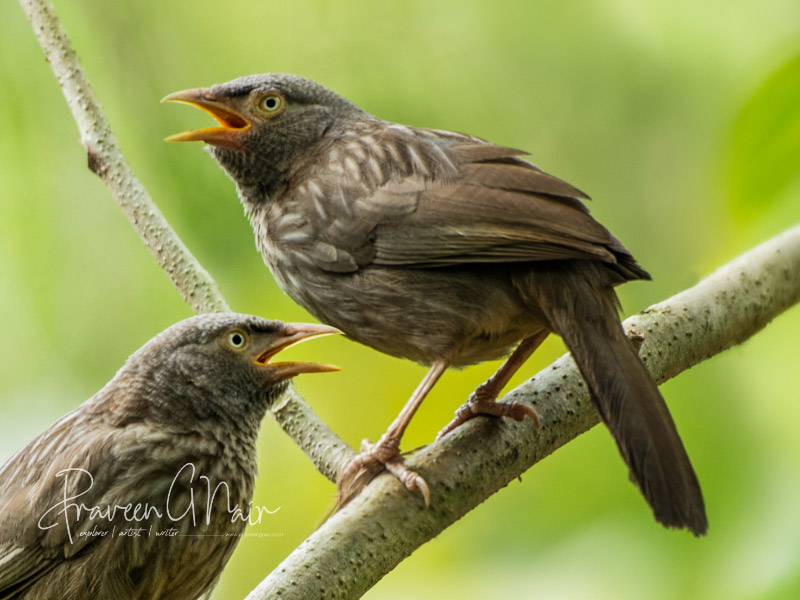jungle babbler, Argya striata, Seven Sisters, Leiothrichidae, seven brothers, Indian subcontinent