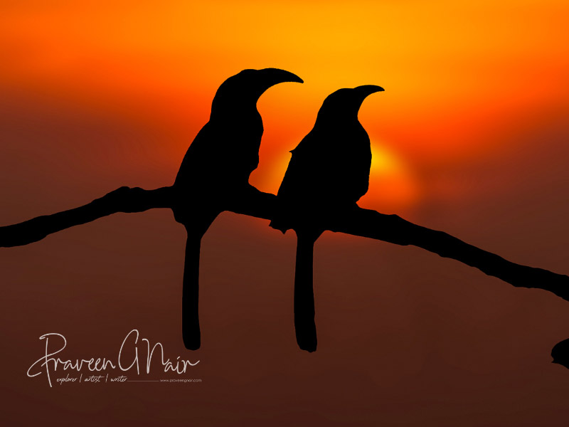 malabar grey hornbill sharing love with its mate in the sunset