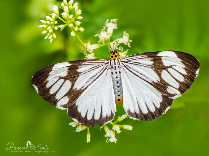 marbled white moth or Nyctemera coleta