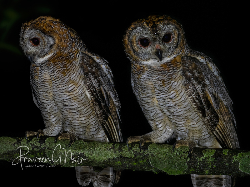 Mottled Wood Owl or Strix Ocellata Pair